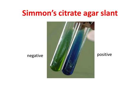 citrate agar slant test.